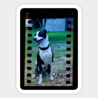 Dog on film Sticker